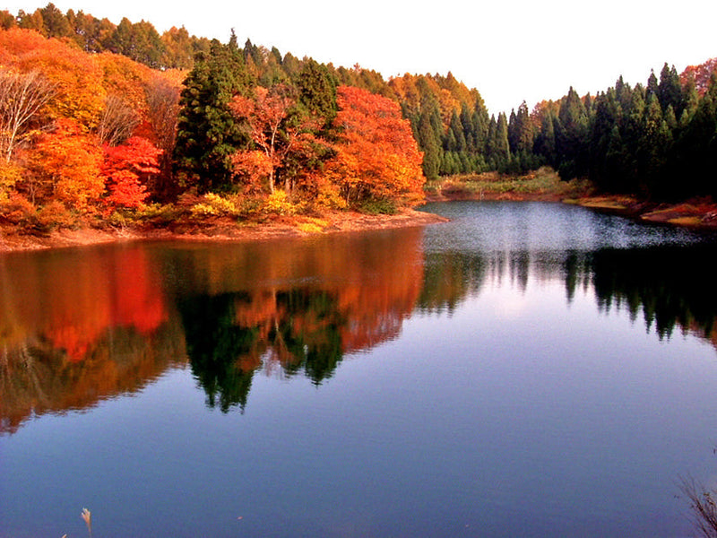 Book now for the Japanese Autumn; September - November 2025.