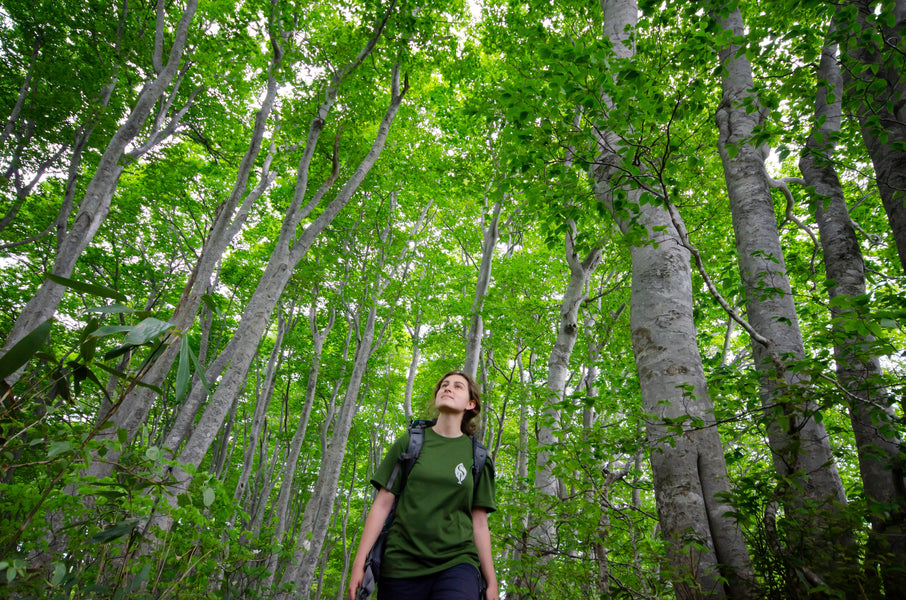 Hiking in Japan: Your Ultimate Guide to Exploring Japan's Trails